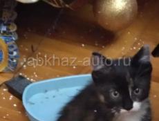 Необычный котёнок в добрые руки