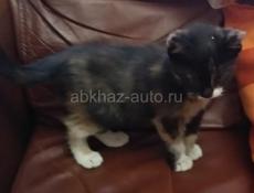 Необычный котёнок в добрые руки