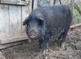 Продаётся свиня добрая весёлая возраст год и 2 месяца цена 20 тысяч