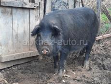 Продаётся свиня добрая весёлая возраст год и 2 месяца цена 20 тысяч