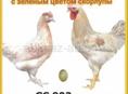 Цыплята ДоминантаGS902 с зеленым яйцом
