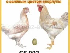 Цыплята ДоминантаGS902 с зеленым яйцом
