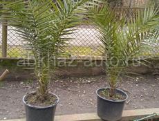 Финиковые пальмы 