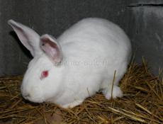 Продается огромный кролик мальчик годичный белый красноглазый 