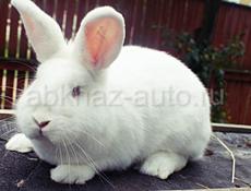Продается огромный кролик мальчик годичный белый красноглазый 
