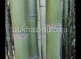 Продам бамбук 