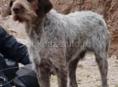 Пропала собака В Цандрипше - Просьба помочь найти