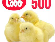 Продам цыплят Кобб-500