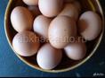 Масло  яйца домашнее