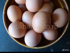 Масло  яйца домашнее