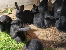 Продаются кролики 