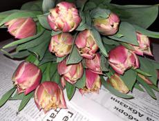Заказ тюльпанов