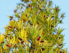 Продается растение (подокарпус) мармеладное дерево 