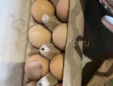Продаются яйца породы бромма списать только на WhatsApp 930 73 30