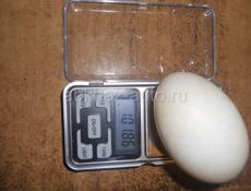 Инкубационное яйцо от индоуток породы -Красный Бык