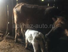 Продается корова с теленком 