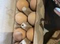 Продаются яйца инкубационные породы брамма и редбро 