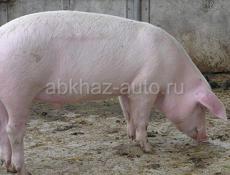 Продаётся свинья 60 кг