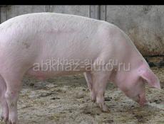 Продается Свинья 60 кг 