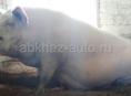 Продается свиноматка 120-130 кг