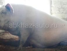Продается свиноматка 120-130 кг