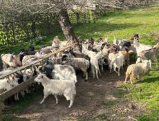 продажа коз и барашек 