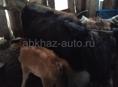 Продается корова Мая с теленком 