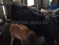 Продается корова Мая с теленком 