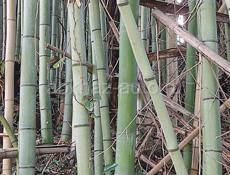 Продаю бамбук 