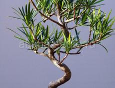 Мормеладное дерево (саженцы)