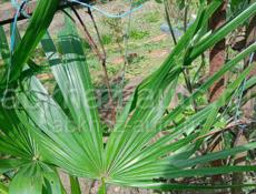 Пальмы трахикарпус