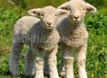 Куплю 2 Овцов маленьких до 5 кг