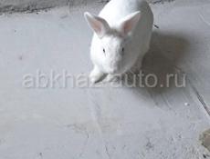 Кролик 🐰