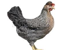 Цыплята с голубым яйцом