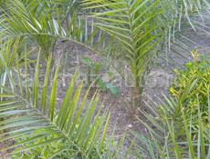 Финиковые пальмы 