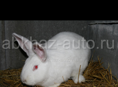 Продается большой крол годовалый порода белый великан 