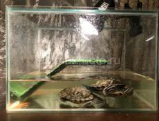 Красноухие черепахи 2 шт и аквариум