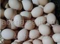 Продажа яйца