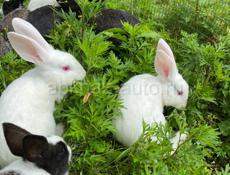  Продаются кролики белые и черные 