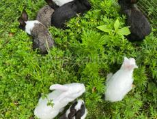  Продаются кролики белые и черные 