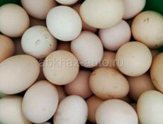 Домашние свежие яйца 70 шт, центральный рынок, писать на вотсапп 7752026