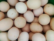 Куплю домашние яйца в любом количестве,10 шт по 100 р  Центральный рынок 
