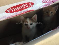 Котята / котенок в добрые руки