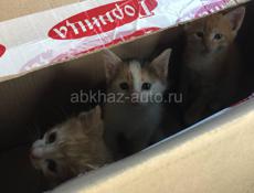 Котята / котенок в добрые руки