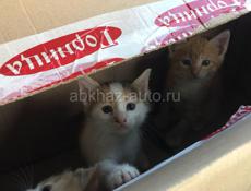 Котята / котенок в добрые руки