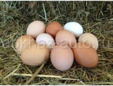 Куплю домашнее яйца в любом количестве Центральный рынок Писать на вотсапп 7752026