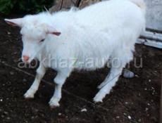продаются козы по 10000 р