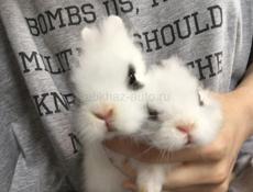 продажа кроликов каждый по 1000