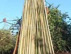 Продаю бамбук
