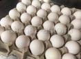 Продаются инкубационные яйца 